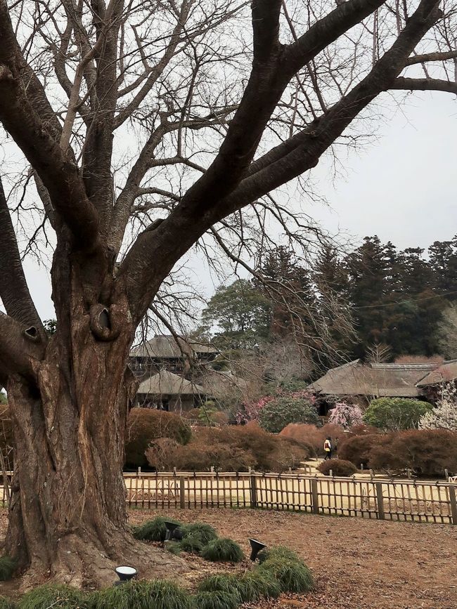 偕楽園（かいらくえん）は、日本の茨城県水戸市にある日本庭園である。国の史跡及び名勝に指定されており（指定名称は「常磐公園」）、隣接する千波湖周辺の拡張部を含めた「偕楽園公園」は、都市公園としてニューヨークのセントラルパークに次ぎ世界第2位の面積を持つ。また伝統的に、岡山市の後楽園や金沢市の兼六園と並んで日本三名園の一つに数えられてきた。<br />現在、茨城県営の都市公園（広域公園）水戸県立自然公園（弘道館公園、偕楽園、千波湖を含む）として管理・運営されている。 <br /> <br />偕楽園には、本園部分だけで100種3000本のウメ（梅）が植えられている。園内には梅の異名「好文木」に由来する別荘好文亭があるが、晋の武帝が学問に親しむと花が開き、学問をやめると花が開かなかったという故事に基づいている。弘道館は偕楽園と一対の施設であり、同じく梅の名所である。 <br /><br />水戸藩第9代藩主徳川斉昭（烈公）は、1833年（天保4年）藩内一巡後、水戸の千波湖に臨む七面山を切り開き、回遊式庭園とする構想を持った。同じく彼の設立した藩校弘道館で文武を学ぶ藩士の余暇休養の場へ供すると同時に、領民と偕（とも）に楽しむ場にしたいと、この巨大な大名庭園は斉昭自らにより「偕楽園」と名づけられた。偕楽とは中国古典である『孟子』の「古の人は民と偕に楽しむ、故に能く楽しむなり」という一節から援用したもので、斉昭の揮毫『偕楽園記』では「是れ余が衆と楽しみを同じくするの意なり」と述べられている。<br />1842年（天保13年)7月1日：偕楽園開園。<br /><br />好文亭付近には、偕楽園創設の趣旨を記した石碑『偕楽園記の碑』があり、自然界の陰と陽の調和についての説明がある。偕楽園は西半分に位置する杉や竹の林が陰の世界を、北東の梅林が陽の世界を表すことで、園全体で陰陽の世界を体現しているともいわれ、表門から入ってこそ園の設計に沿った、偕楽園本来の魅力を堪能することができるのだと解釈する説もある。 <br />（フリー百科事典『ウィキペディア（Wikipedia）』より引用）<br /><br />偕楽園　については・・<br />https://www.ibarakiguide.jp/kairakuen.html<br />http://www.koen.pref.ibaraki.jp/park/kairakuen04.html<br /><br />水戸市（みとし）は、茨城県の中部に位置する県庁所在地で、施行時特例市である。 <br />水戸徳川家所縁の地として、水戸黄門（徳川光圀）や偕楽園で知られる。<br />茨城県の名称は県庁が茨城郡水戸に置かれたことに由来する。<br />「水戸」の地名は、那珂川の舟運の河港として盛え、水運の戸口とされていた事に由来する。西暦1400年ごろ（室町時代）には既にその名があったと言われている。那珂川の水運は近代まで存在していたが、陸上輸送に代わられた現在は残っておらず、地名だけが残っている。<br />（フリー百科事典『ウィキペディア（Wikipedia）』より引用）<br />