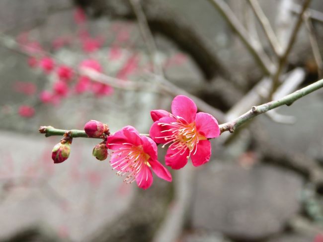 Japan　The Imperial Palace East Garden　皇居東御苑の梅と河津桜　～ミツバチばあやの冒険～