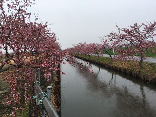 早咲きの河津桜が５分咲き位のも結構あってきれいでした。<br />雨でしたが・・・<br />今週なら良かっただろうな～