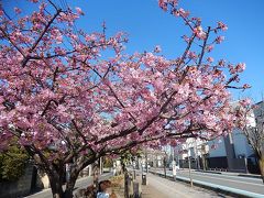 ふじみ野市鶴ケ岡中央通りの河津桜は五分咲きになりました
