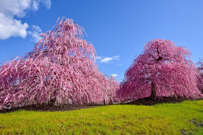 SNSでよく見かけるようになった鈴鹿の森庭園やいなべ市梅林公園が見頃とのことで晴れの平日に行ってみました。三重県はだいぶ前に志摩スペイン村、ミキモト真珠島と伊勢神宮へ行った以来2回目ぐらいです。