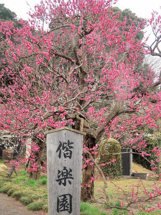 偕楽園（かいらくえん）は、日本の茨城県水戸市にある日本庭園である。国の史跡及び名勝に指定されており（指定名称は「常磐公園」）、隣接する千波湖周辺の拡張部を含めた「偕楽園公園」は、都市公園としてニューヨークのセントラルパークに次ぎ世界第2位の面積を持つ。また伝統的に、岡山市の後楽園や金沢市の兼六園と並んで日本三名園の一つに数えられてきた。<br />現在、茨城県営の都市公園（広域公園）水戸県立自然公園（弘道館公園、偕楽園、千波湖を含む）として管理・運営されている。 <br /> <br />偕楽園には、本園部分だけで100種3000本のウメ（梅）が植えられている。園内には梅の異名「好文木」に由来する別荘好文亭があるが、晋の武帝が学問に親しむと花が開き、学問をやめると花が開かなかったという故事に基づいている。弘道館は偕楽園と一対の施設であり、同じく梅の名所である。 <br /><br />水戸藩第9代藩主徳川斉昭（烈公）は、1833年（天保4年）藩内一巡後、水戸の千波湖に臨む七面山を切り開き、回遊式庭園とする構想を持った。同じく彼の設立した藩校弘道館で文武を学ぶ藩士の余暇休養の場へ供すると同時に、領民と偕（とも）に楽しむ場にしたいと、この巨大な大名庭園は斉昭自らにより「偕楽園」と名づけられた。偕楽とは中国古典である『孟子』の「古の人は民と偕に楽しむ、故に能く楽しむなり」という一節から援用したもので、斉昭の揮毫『偕楽園記』では「是れ余が衆と楽しみを同じくするの意なり」と述べられている。<br />1842年（天保13年)7月1日：偕楽園開園。<br /><br />好文亭付近には、偕楽園創設の趣旨を記した石碑『偕楽園記の碑』があり、自然界の陰と陽の調和についての説明がある。偕楽園は西半分に位置する杉や竹の林が陰の世界を、北東の梅林が陽の世界を表すことで、園全体で陰陽の世界を体現しているともいわれ、表門から入ってこそ園の設計に沿った、偕楽園本来の魅力を堪能することができるのだと解釈する説もある。 <br />（フリー百科事典『ウィキペディア（Wikipedia）』より引用）<br /><br />偕楽園　については・・<br />https://www.ibarakiguide.jp/kairakuen.html<br />http://www.koen.pref.ibaraki.jp/park/kairakuen04.html