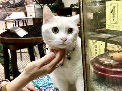 香港トラムで東へ西へ！③ トラムに乗れなかった！でも西へ飲茶と舗頭猫さんに会いに行った3日目～4日目帰国！(福建茶行 蓮香樓 源記 Art Lane 駒記海鮮)