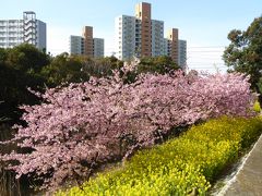 2019　桜散歩（行徳近郊緑地・丸浜川沿い：河津桜と菜の花）