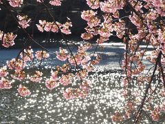 早咲きの桜ウォッチング＠代々木公園と新宿御苑