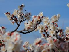 ぽかぽか陽気に誘われて梅の花　～みとろフルーツパーク～