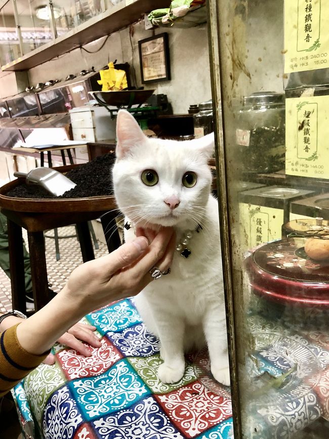 香港トラムで東へ西へ トラムに乗れなかった でも西へ飲茶と舗頭猫さんに会いに行った3日目 4日目帰国 福建茶行 蓮香樓 源記 Art Lane 駒記海鮮 香港 香港 の旅行記 ブログ By Taroトラベルさん フォートラベル
