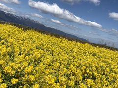 琵琶湖ときめき旅行！…菜の花畑と大衆演劇を鑑賞…ひとり旅編！