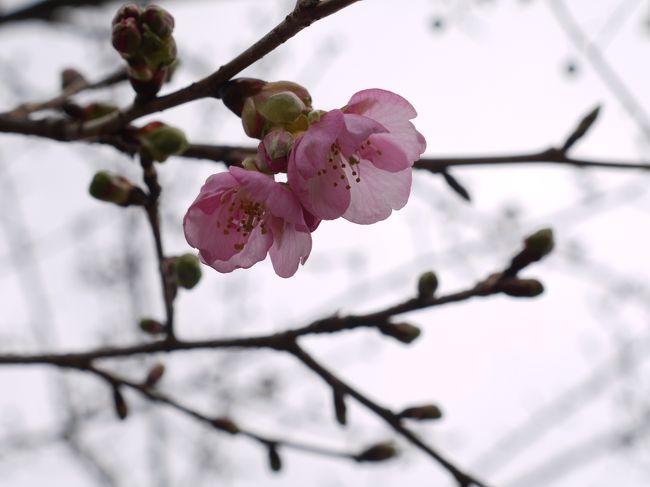 旅行記と言えるものではないのですが、私的備忘録として。&lt;(_ _)&gt;<br /><br />河津か南伊豆もいいね！、なんて内々での話をしていましたが、義母の体調不良であったり、実家通いが頻繁に入り、遠出は厳しいので近場の開花状況でも見に行きましょうということになりました。<br /><br />訪れた時は１～２分咲きだったので満開の頃また行く予定でしたが、<br />ちょっと無理かな！　日程取れずで終わりそうです。<br /><br />相模原インター近くの清流の里周辺と中洲<br />田名の篠崎ファームさん近く<br />愛川町の卵の直売所周辺と三増合戦場<br /><br />ランチは別の日ですが　<br />義母の通院でみつけたスペイン料理「SOREADO（ソレアド）」さん<br />http://www.soleado.co.jp/<br /><br />