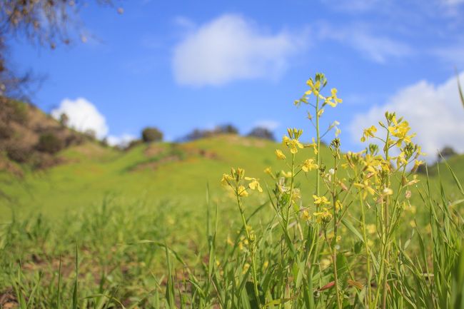 そろそろ花が咲くころかな？と思い、マリブ・クリーク州立公園まで出かけてきました。