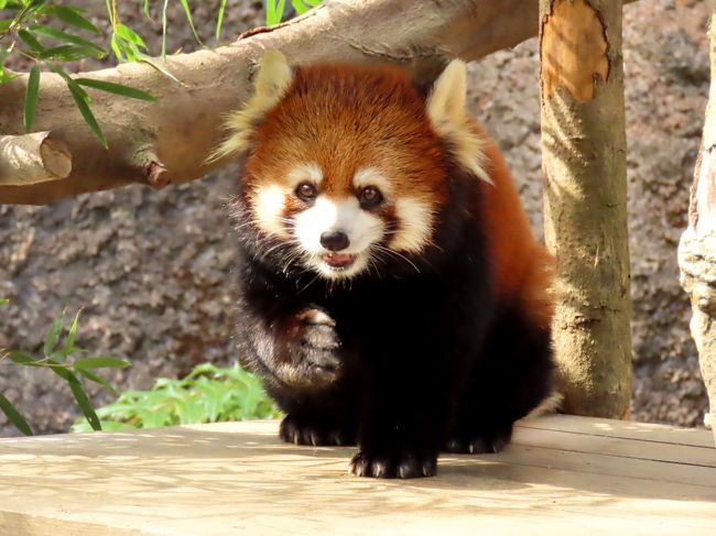 およそ２年ぶりの訪問となった昨日の愛媛県立とべ動物園に続き、今日は約１年４か月ぶりの訪問となる高知県立のいち動物公園を訪問です。<br />前回はその年の７月に生まれたマロンちゃんに会いに訪問したのですが、その際はマロンちゃんはお母さんのみたらしちゃん共々屋内展示・・・、ですので、今回は是非、屋外のマロンちゃんに会いたいですね。<br /><br />レッサーファンの皆様のブログやＳＮＳでマロンちゃんの可愛らしさとやんちゃっぷりは重々知っているつもりでしたが、実物マロンちゃんの破壊力は想像のはるか上でした（笑）<br /><br />これまでのレッサーパンダ旅行記はこちらからどうぞ→http://4travel.jp/travelogue/10652280