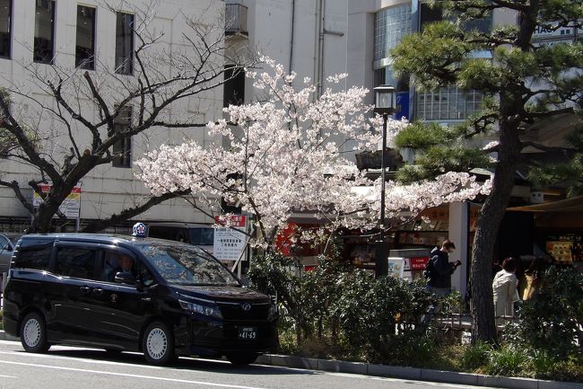 　鎌倉の若宮大路の駅側には何本かの玉縄桜が植えられている。観光客がその前で自撮りしている。段葛にも植えられたと聞く。本来であれば（、しっかりとした内容の鎌倉ガイドブックが整備されていれば、）今日、鎌倉に来れば富士山と桜が一日で楽しめる、まるで、外国人にはたまらない観光スポットであるはずのだが…。<br />　やはり、玉縄桜となると、カメラを引いて写してしまう。まあ早咲きの桜が咲いているという冷めた見方だ。<br />　なお、小路の川沿いなどには早咲きの桜である河津桜も植えられている。ピンクの花が綺麗な桜である。しかし、もう見頃を過ぎてしまっているかも知れない。国際観光都市として鎌倉観光が発展して行く上ではこうした早咲きの桜の中では玉縄桜でも十分なのかも知れない。<br />（表紙写真は満開の玉縄桜）