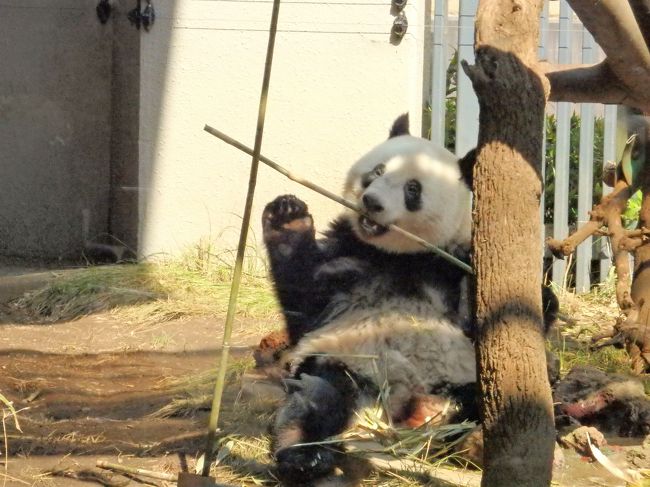 去年の3月、シャンシャンが目当てで買った上野動物園の年間パスポート。早いもので3/15に期限が切れてしまう。<br />それで、締めくくりに起きているシャンシャンに会いたい！と3/8に上野動物園へ出かけてきました。しかし、観覧の順番が回ってきたときには、パンダ達はお昼寝中…。他の動物たちを見て帰りました。<br /><br />シャンシャンも成長して、近頃は生活リズムが一定になってきているらしい。それなら、ちょっと時間をずらして行けば、起きている所が見られるじゃん？！…と思ったら、どうしても行きたくなって…翌日もお出かけ（笑）その甲斐あって、久々にシャンシャンの成長した姿を見ることができました^^<br /><br />上野動物園の年パスは今年は買わない予定でいるため、、一旦、シリーズ（？）は最終回？！　よろしければお付き合いください～。