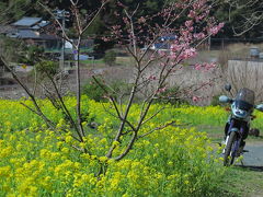 河津桜、菜の花、早春ツーリング 2019