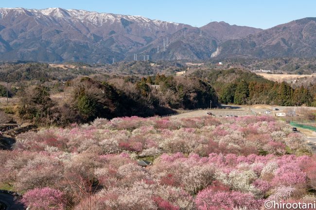 未だに昨年秋の旅行記を書いている最中ですが、１０件ほどをすっ飛ばして、たまには新鮮な旅行記をアップし、皆様に三重県の最新の梅の開花情報をご提供したいと思います。<br /><br />良い天気に恵まれて、朝１番から夜遅くまで三重県の有名な梅の花の名所を三箇所巡ってきました。行ったのは、<br />いなべ市梅林公園、鈴鹿の森庭園そしてなばなの里です。<br /><br />＜いなべ市梅林公園＞<br />HPの情報では、８：３０開場とありましたが、その時間に行ってみると駐車場には沢山の車。主要な撮影スポットにはすでに多くのカメラマンが陣取っていました。本当はもっと早く出ることができたのに、残念です。<br /><br />毎年、ここの梅の撮影に来ていますが、今年は開花が少し早いようです。この段階でほぼ満開です。<br /><br />今回は、レンズ交換の手間を省き、ゴミが内部に入るのを避けるため、２台のカメラに望遠レンズと標準レンズをつけて臨みました。他にも超広角、マクロもカメラバッグに入れています。