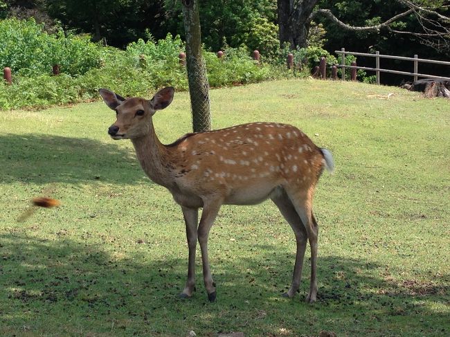 奈良の大仏と鹿を見に行きました。鹿が可愛かったです。