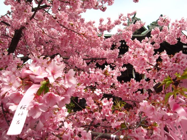 先週も行きましたが、今週の方が桜神宮の河津桜が満開だったので天気は曇りですが再度、桜新町に行ってきました。前回時間がなくて行けなかったところもよってきました。旅行記は２個に分けました。旅行記１は最初からタケノとおはぎまでです。<br /><br />★散歩ルート<br />桜新町駅→桜神宮（河津桜）→815 Coffee Stand（カフェ）→タケノとおはぎ（おはぎ）→Lien de SAZAESAN（サザエさんカフェ）→餃子荘 紅蜥蜴（中華料理）→キャロットタワー→和kitchen かんな（かき氷）→池尻大橋駅