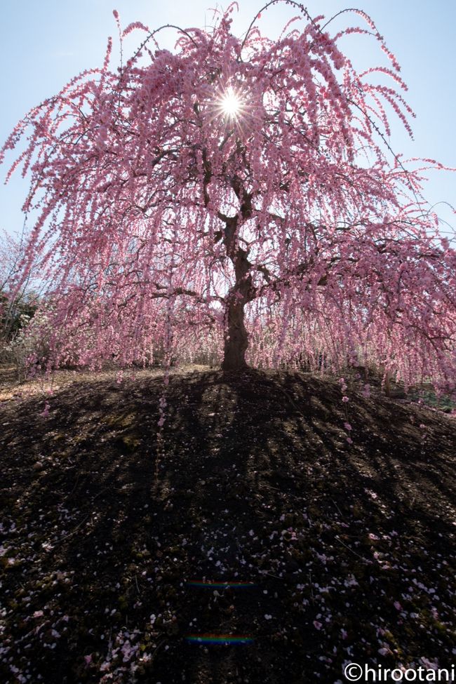 2019 三重の梅林巡り【２】鈴鹿の森庭園