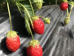 いちご狩り&#127827;&#10024;