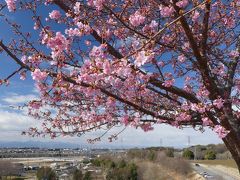 太田市北部運動公園（八王子公園）の河津桜_2019_３～４分咲きくらいでした。（群馬県・太田市）