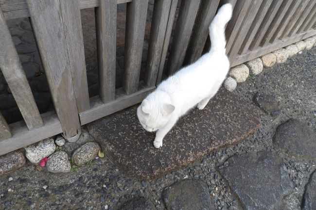 　鎌倉市長谷1にある吉屋信子記念館（https://4travel.jp/travelogue/10559307）の前で1匹の白猫に出会った。白猫自体も珍しいのだが、泣きもせず、ゆっくりと私の足元を通って行く。白猫なのだから飼い猫なのだろう。それにしても観光客など、見知らぬ人たちが通る道で何喰わぬ顔で行き過ぎていく白猫が愛おしく思い、見送っていた。すると、一度後ろを振り返って私を見た。最近は人好きな猫（https://4travel.jp/travelogue/11443103）や人慣れした猫が多くなっているのだろうか？<br />（表紙写真は吉屋信子記念館の前で出会った白猫）