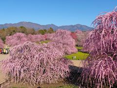 枝垂れ梅を見に『鈴鹿の森庭園』と『なばなの里』へ　＝鈴鹿の森庭園編＝