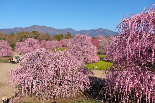 枝垂れ梅を見に『鈴鹿の森庭園』と『なばなの里』へ　＝鈴鹿の森庭園編＝