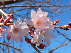 美しかった冬桜その後(3月8日観察)