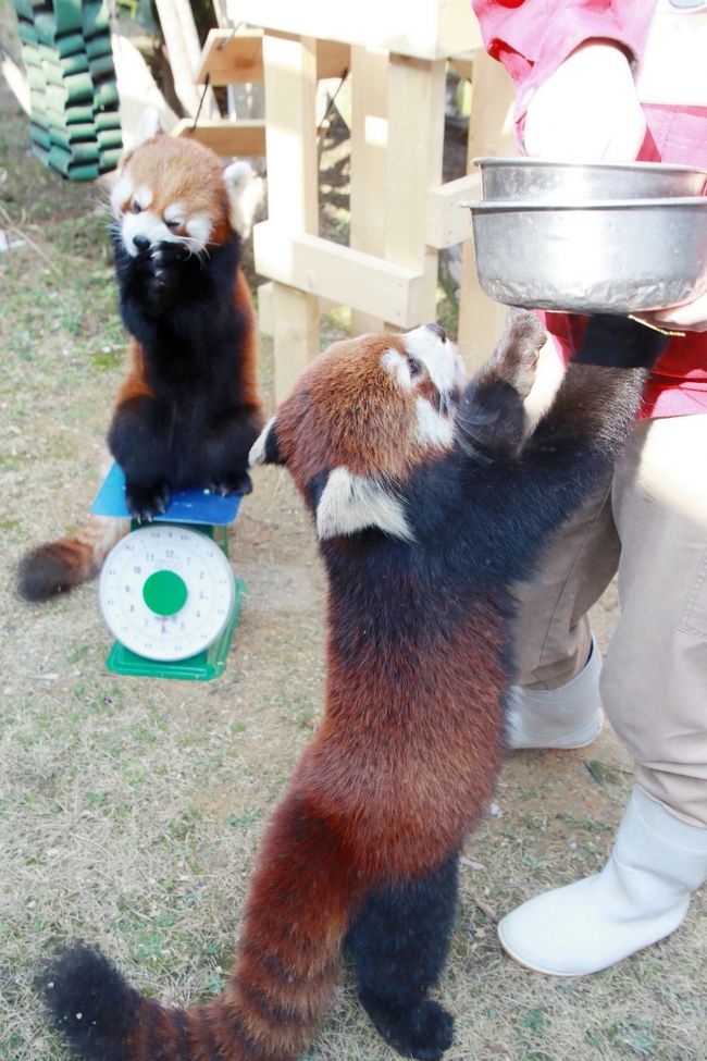 福岡長崎レッサーパンダ遠征５泊４園めぐり（２）到津の森公園（前編）レッサーパンダ特集：大島からお嫁にきたアシタバちゃんはじめまして！～リンリン・パパと野風ママと笑笑（クスクス）坊ちゃんと野花ちゃんの一家へようこそ！