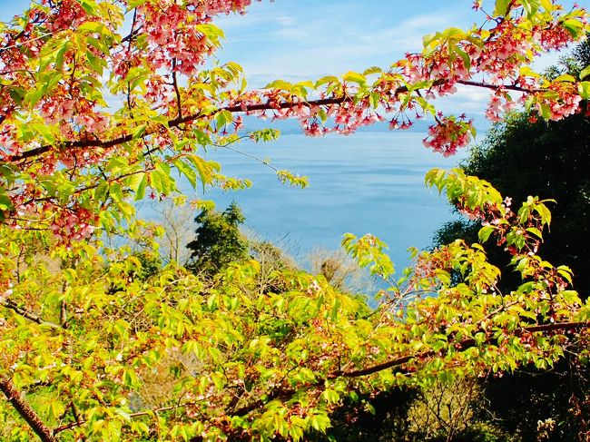 早い春を探しに愛媛県へ。<br />松山観光をあえて外した一泊二日の旅をご紹介いたしますネ。<br />岬、島（おみしま）、花、海、食べ物満載ですヨー。<br /><br />今回のコース地図を付けさせていただきました。<br />良かったらご参考くださいネー。