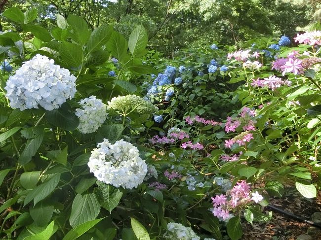 長居公園の植物園に行きました。