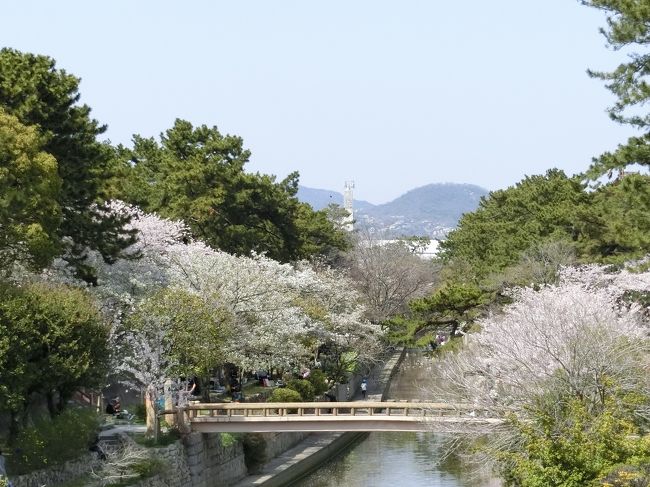 夙川の桜が満開でした。