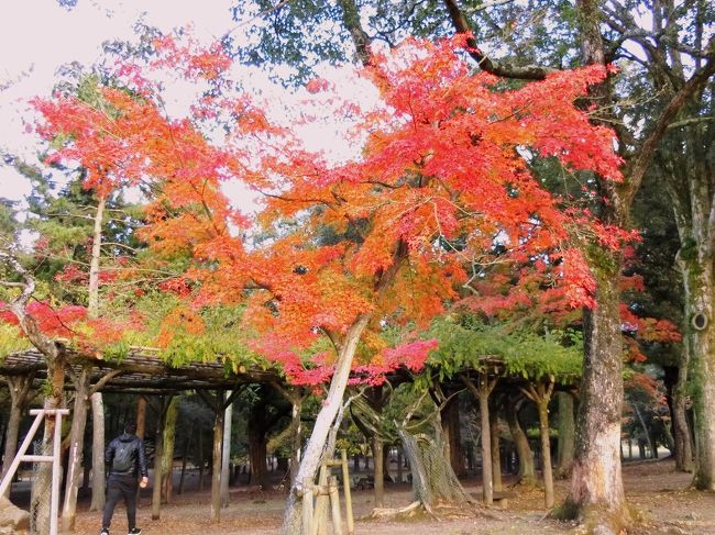 奈良公園の紅葉を見に行きました。