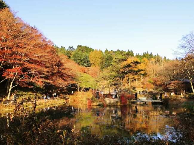六甲高山植物園の紅葉が見頃でした。
