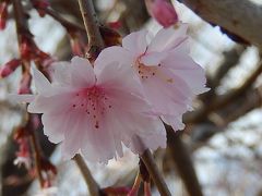美しかった冬桜その後(3月11日観察)