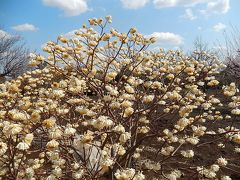 いよいよ春を迎えた所沢市南永井の風景②花がいっぱい