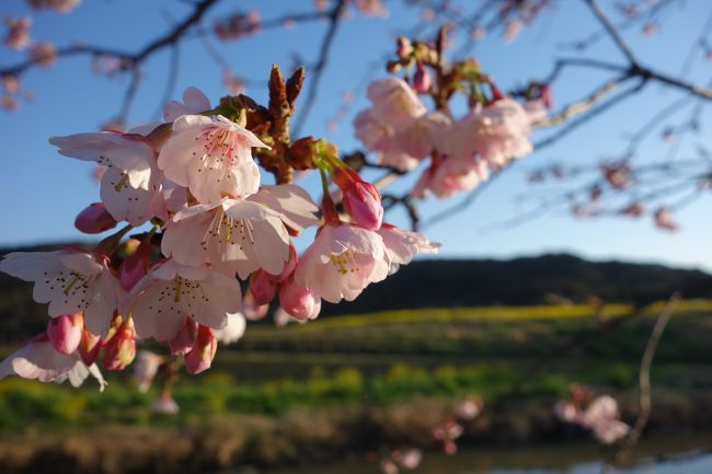 春の房総半島はお花がいっぱいとの情報を聞き、妹を誘って早春の房総半島に、二泊三日　3/8（金）から3/10（日)のツアーで行ってきました。<br /><br />１日目は新大阪駅から新幹線で新横浜駅まで移動、海ほたるで穏やかな海の景色を楽しみました。<br /><br />その後、鋸山や富浦にも行き、菜の花や河津桜とキンギョソウ・ストック・キンセンカなどの花々が咲き乱れる景色も楽しみました。