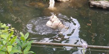 母娘でシンガポール旅行☆☆二日目