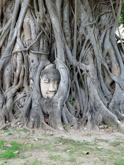 超貴重☆タイ アユタヤ遺跡 仏頭 【ワット マハタート】 木の根に覆われた仏頭！アユタヤ遺跡「ワット・マハタート