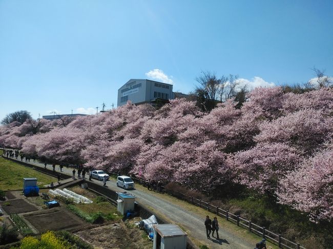 TVで桜満開、南足柄怒田運動公園の桜が満開とニュースで見て早速寄ってみました。途中のJA倉庫下の桜も満開、大勢の桜見物客で道路には車の行列が出来ていました。休日でもない、それほど知られていない桜の名所でないこの場所にこんなに桜見物客が集まるのは初めてと関係者の人も言っていました。怒田運動公園の桜は満開でしたが本数が少ないせいか見応えはいまいちでしたが、遠くの山並み、市街地を見下ろす景色はyと買ったと思います。