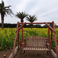 伊良湖で泊まって、渥美半島菜の花まつりへ