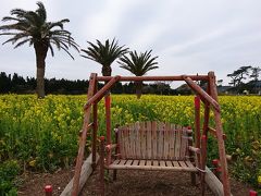 伊良湖で泊まって、渥美半島菜の花まつりへ