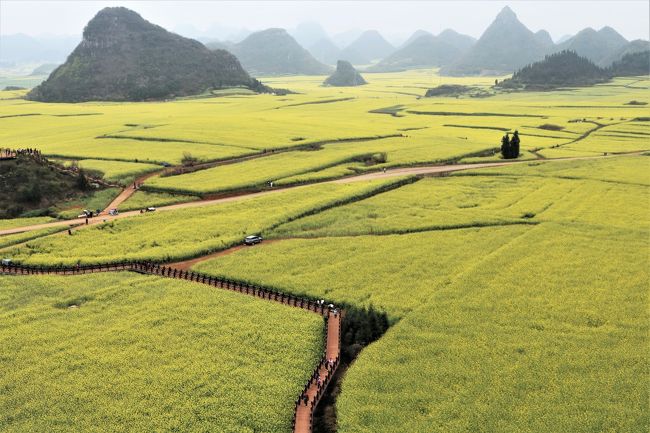 中国の旅行は、九塞溝、黄龍をはじめとして、奥桂林、黄山、そしてトランジットの遅れでイタリアの帰りに1泊した北京郊外を入れて、５回目となりました。<br /><br />長い間憧れていた雲南省、少数民族も見たいし、何よりも雄大な景色を見てみたい。<br />今年こそ実現したいと、阪急交通社の雲南省７日間の旅を申し込んだのが、去年の１１月。<br />気候は暖かく、ツアー仲間にも恵まれて、楽しい７日間でした。<br /><br />雲南省概要<br />省都は、昆明市。<br />南はミャンマー、ベトナム、ラオスと国境を接し、北はヒマラヤ山脈に続く高山地帯。<br />美しい雪山、氷河、湖、温泉、原始森林、熱帯雨林など大自然に囲まれた理想郷であり、25の少数民族が住む多彩な地。また東南アジアと中国大陸を結ぶ経済、交通の窓口でもある。<br /><br />表紙の写真は、金鶏峰から見た菜の花畑