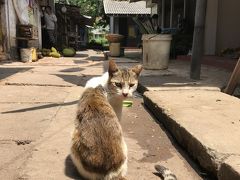 「豹が見たい！」ただその一念でスリランカへ(*^o^*)しかーし！スリランカはヒョウだけじゃ無かった！そこは猫の楽園だったよ(笑)スリランカ初上陸⑧最終日はコロンボで遊んでじゃおぉー