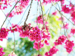 早咲き桜並木さんぽ