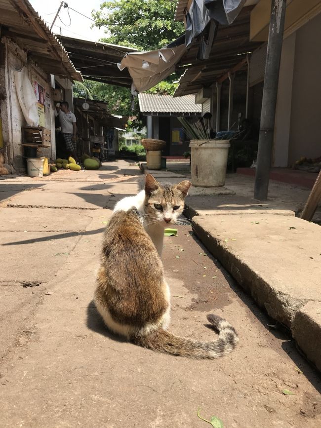 「豹が見たい！」ただその一念でスリランカへ(*^o^*)しかーし！スリランカはヒョウだけじゃ無かった！そこは猫の楽園だったよ(笑)スリランカ初上陸⑧最終日はコロンボで遊んでじゃおぉー