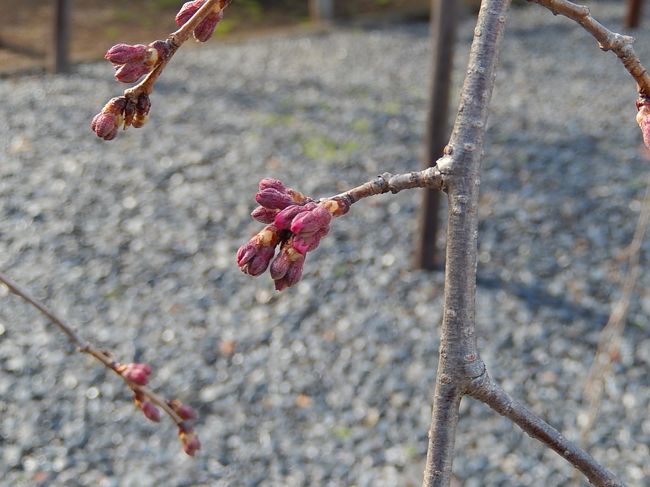 3月11日、午後2時頃にふじみ野市にある地蔵院へ枝垂れ桜の開花状況調査のために行きました。　その結果、開花時期はソメイヨシノの開花とほぼ同じころ(3月20日過ぎ)のようでした。　例年に比べて遅れているようです。<br /><br /><br /><br />＊写真は枝垂れ桜の蕾