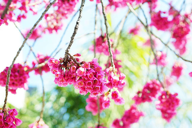 名古屋の早咲き桜、白壁エリア、文化のみちに桜を観に・・。<br /><br />花よりだんご~桜風味のおやつ特集(春限定のなごやみやげ桜風味も含みます。)ご参考に~ https://cucuru.media/archives/807009