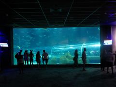 南米の旅（９）アクアリオ水族館とイパネマ海岸