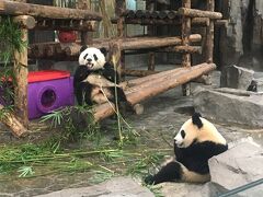 2019ジャイアントパンダ鑑賞記録　はじめての海外完全一人旅☆上海野生動物園へ行ってきました１